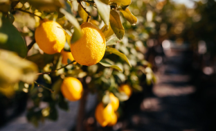 Lemons growing on the Amalfi coast