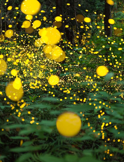 Fireflies over the Borneo jungle