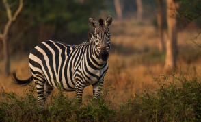 A zebra on the savannah