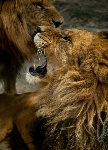 A lion in the Maasai Mara